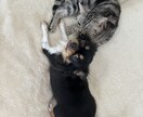 愛しい目が語るワンちゃんネコちゃんの気持ち教えます チワワのあんちゃんマンチカンのめるちゃんアメショーのるみの父 イメージ10