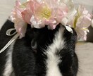 ペット♡のかわいい花かんむり作ります バースデーや記念日、お花見での写真撮影に、兎、猫、犬、小動物 イメージ3