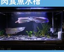 事業所へのアクアリウム導入･管理をサポートします 水中環境の安定まで3ヶ月伴走＆追加料金無しで安心です！ イメージ4
