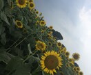 3日間☆あなたのお悩みやお話しお聴きし癒します 〜悩み事から何気ないお喋りまで〜 イメージ1