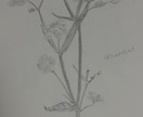 鉛筆でご依頼されたお花の絵を描きます 素人の模写作品です。本気で描かせていただきます。 イメージ10