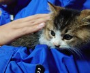 あなたを癒してくれる 大切なペットたちを癒します アニマルヒーリング★ペットに繋がり＆メッセージ付き！ イメージ5