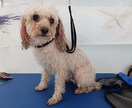 犬のしつけやサロンでのお悩みにお答えします 現役トリマーより！サロンのスタイルや無駄吠え悩んでませんか？ イメージ2