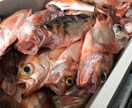 沖メバルの数の付け方を教えます 新潟などで沖メバルの沖釣りをする方にオススメです!! イメージ1