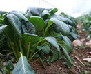 土壌医の家庭菜園のコツ！ご相談に乗ります 〜土壌医が教える〜『理屈が分かると楽しい！家庭菜園のコツ』 イメージ5