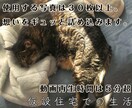 虹の橋を渡ったペット "想い出動画" つくります 「ありがとう。」　心に寄り添うナレーション。 イメージ4