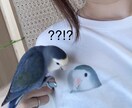 愛鳥さんのイラストTシャツを作ります ポケットから顔を出した愛鳥のイラストをTシャツにプリント!! イメージ5