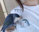 愛鳥さんのイラストTシャツを作ります ポケットから顔を出した愛鳥のイラストをTシャツにプリント!! イメージ5
