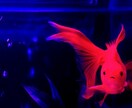 王様の耳のツボになります 人に話せないこと吐き出してスッキリしませんか？ イメージ1