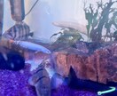 生き物の飼い方教えます 昆虫、両生類、魚類、こちらに関して知識がありますのでご相談を イメージ5