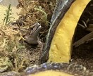 愛玩動物飼養管理士資格保持者が相談乗ります 飼いたいけど飼い方がわからないなどの相談に乗ります イメージ8
