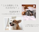 しつけ教室より気軽に♪犬のプロが電話サポートします 数多くの犬と向き合ったプロが愛犬との穏やかな暮らしを応援！ イメージ3