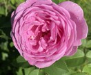Twitterで紹介した写真を収録して販売します 「Rose Garden」薔薇の花100選 イメージ4