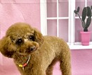 出張トリミング塾〜ご自宅へお伺いいたします トリミング技術を学びながら、愛犬がふわふわモコモコに! イメージ5