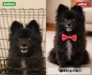 愛犬、愛猫のお写真を心温まるアート作品にします 写真1枚からうちの子を記念日、メモリアル、コスプレ風に イメージ5