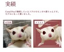 動物のイラストお描きします 小動物から爬虫類まで！どんな動物もリアルでやわらかい雰囲気に イメージ5