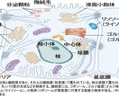 生理学について教えます 教科書の内容をわかりやすく教えます イメージ3
