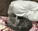 猫のぽむちゃんがあなたの話し相手になります 猫ちゃんとお話しして癒されていきませんか？ イメージ2