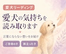 あなたの愛犬の気持ちを読み取ります 言葉にできない想いを、そっと届けます。 イメージ1
