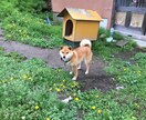 田舎暮らしを検討中の方のお悩みお聞きします 信州の里山で古民家改修、狩猟、平飼い養鶏、有機農業の経験あり イメージ8