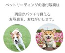 ペットロスのお悩みやペットちゃんのお話を聞きます 行き場のない悲しみや苦しみを私と一緒に癒していきませんか？ イメージ2