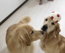 ドッグトレーナーが愛犬との向き合い方を教えます ワンちゃんについての悩みを解決しよう！ イメージ6