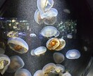 占いを元に解析、解説します 占いを元に、お話します(^^)一緒に今後についてお話 イメージ1