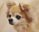 最高画質×女性同行。元チワワ飼い主が可愛く写します 女性同行可で安心。6100万画素の描写で一生モノの写真を。 イメージ2