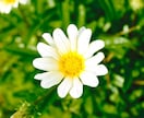 あなたの性格にあった花の名前と、花言葉をお伝えします イメージ2