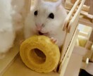 小動物のアスレチックハウス制作します 愛ハムちゃん、小鳥ちゃん向けのハウスや遊び場を制作します! イメージ8