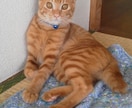 あなた(にゃん友さん)の猫の話を聞きます チャットで思いっきり自慢してください イメージ1