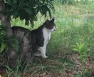 アニマルコミュニケーションでメッセージを伝えます ペットの気持ちをリーディングして飼い主さんへ届けます。 イメージ2