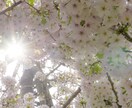 ブログやSNSを彩る「あなた専用」写真を撮ります 新規OPEN限定価格！事務歴30年の安心感で彩る専用素材写真 イメージ1