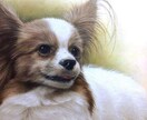ペットのお写真から油絵作品を制作します 細密描写によるリアルで可愛い作品をお届け イメージ1