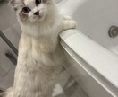 初めて子猫を迎えるあなたへ、相談乗ります 子猫との暮らし、ひとりで悩まないで！ イメージ2