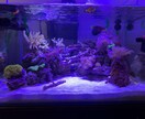 熱帯魚や海水魚 水草水槽の作成維持等教えます 美しい水草水槽や飼育全般に関して イメージ5