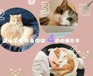 猫の神秘的な直感が迷える恋心を占います 恋するあなたに猫たちがそっと選ぶタロットのメッセージ✴︎ イメージ3