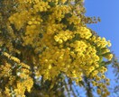 春の写真素材提供します 主に春を感じられる花々の写真を提供します イメージ6