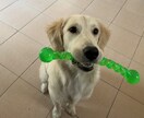 犬のしつけ方法教えます 私自身苦労し、得た知識を共有します！ イメージ3
