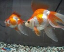 アクアリウム初心者向けアドバイスできます お魚飼育について悩んだらぜひお気軽に！ イメージ1
