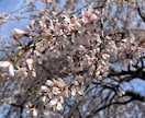 春の写真素材提供します 主に春を感じられる花々の写真を提供します イメージ5