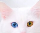 今年年末までに起こる【大チャンス】こっそり教えます 四柱推命と霊感霊視カードで導く、あなたのラストチャンス！ イメージ5