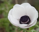 商用・商品化に使える花の写真素材を撮影します 色んな花を指定でき、幅広い用途で使えます イメージ6