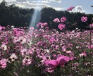 写真素材提供します 写真素材提供します。他にも多数場所あります。 イメージ4