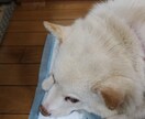 うつの経験をいかし、話し相手、相談にのります コロナ禍疲れてる人、大丈夫だと見て見ぬふりはしていませんか？ イメージ2