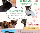 地域密着！保護猫イベントのチラシお作りします “会いに行きたい”と思ってもらえるデザインを。 イメージ3