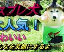 低価格で見映えする動画を編集いたします ご納得いくまで何度でも丁寧に動画編集致します。 イメージ2