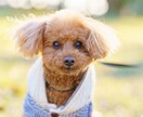 自然体ペット撮影します 大切な家族の今を写真に残します。 イメージ2