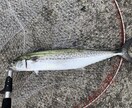 釣り歴7年が海の釣テク教えます 海釣り初心者の方にボウズにならない必釣法を教えます！ イメージ1