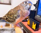 アキクサインコのブリーダーを紹介します インコ飼育経験がある方推奨!! イメージ5